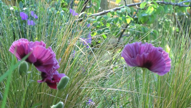 De la fleur au jardin De la fleur au jardin